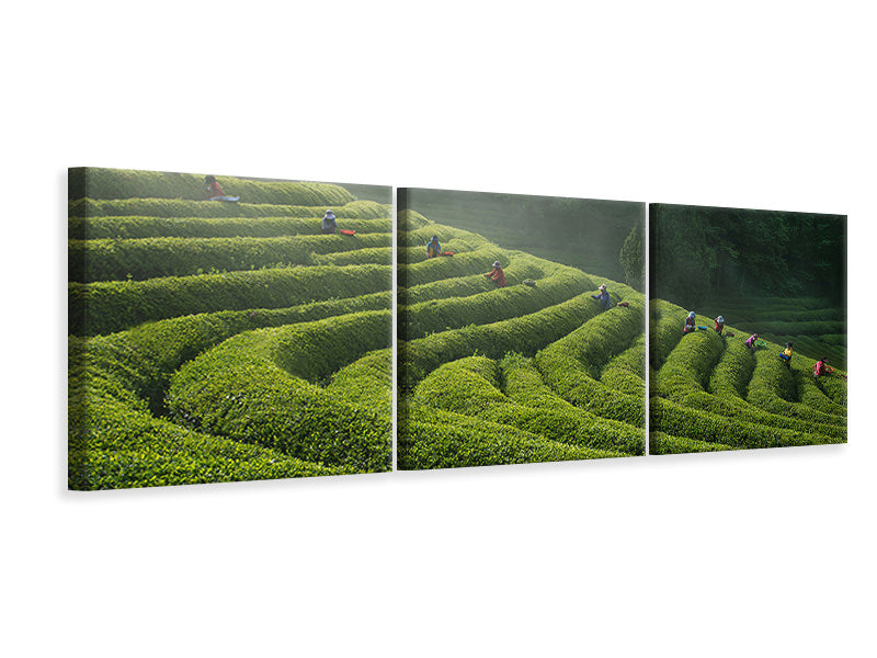 panoramic-3-piece-canvas-print-green-tea-farm