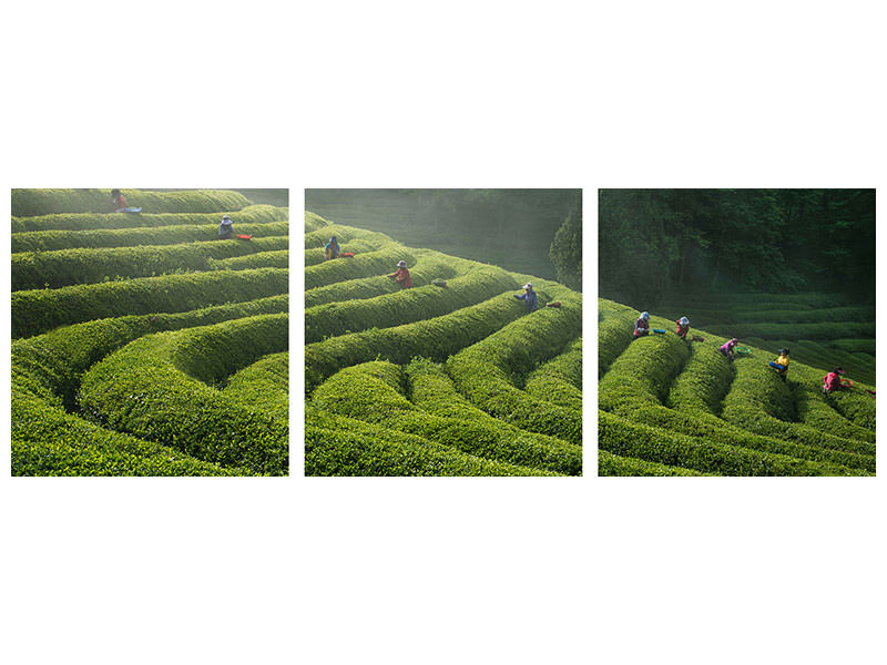 panoramic-3-piece-canvas-print-green-tea-farm