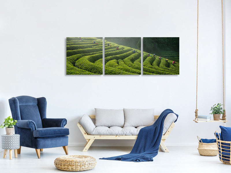 panoramic-3-piece-canvas-print-green-tea-farm
