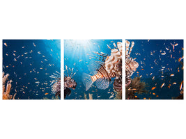 panoramic-3-piece-canvas-print-lionfish-ii