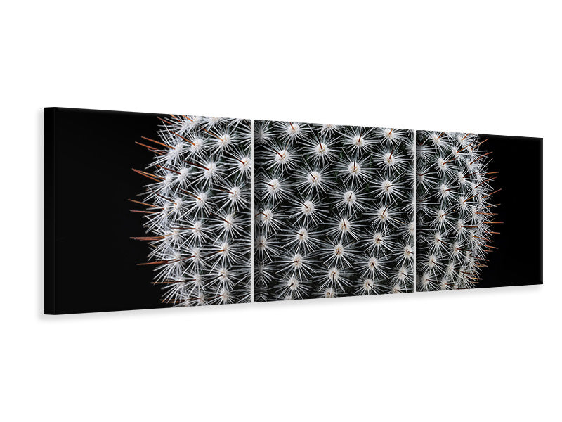 panoramic-3-piece-canvas-print-notocactus-scopa-ii