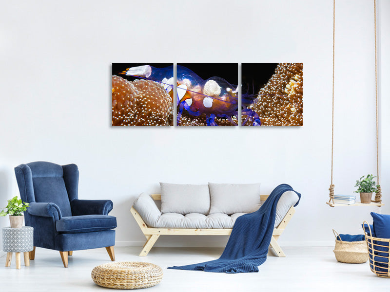 panoramic-3-piece-canvas-print-peacock-tail-anemone-shrimp