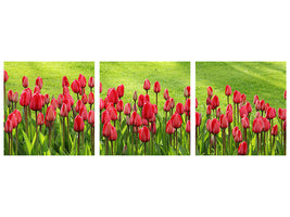 panoramic-3-piece-canvas-print-red-tulip-field-in-the-sunlight