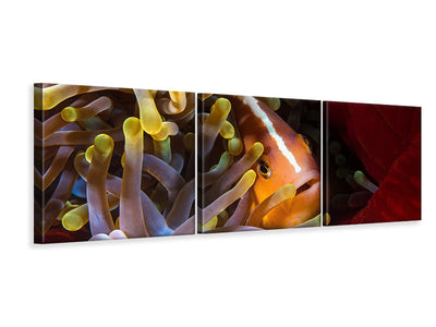 panoramic-3-piece-canvas-print-skunk-clownfish