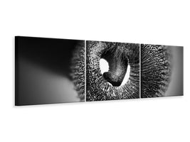 panoramic-3-piece-canvas-print-trunk