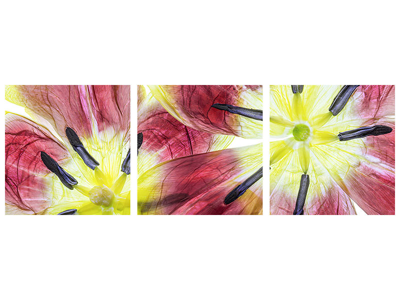 panoramic-3-piece-canvas-print-tulips