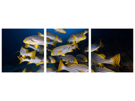 panoramic-3-piece-canvas-print-underwater-photography-indian-ocean-sweetlips