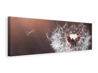 panoramic-canvas-print-dandelion-in-the-evening-light
