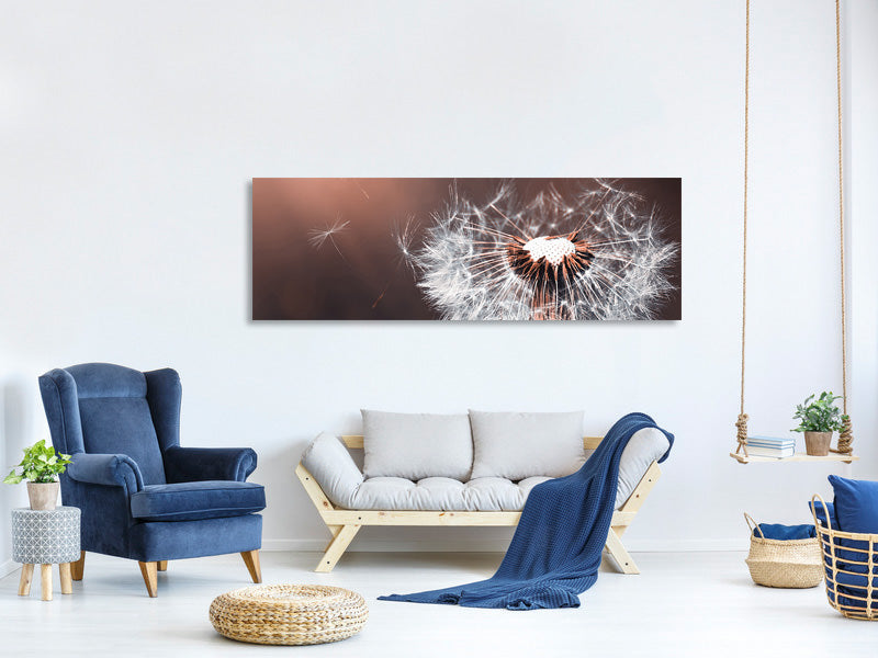 panoramic-canvas-print-dandelion-in-the-evening-light