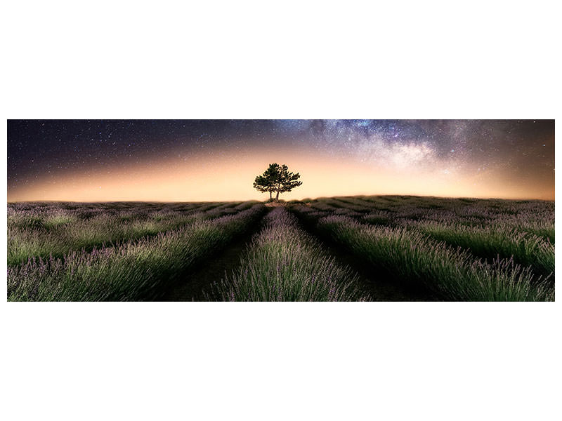 panoramic-canvas-print-lavender-way