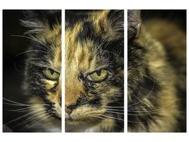 z-3-piece-canvas-print-attention-cat